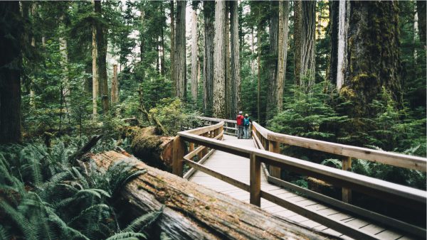 Tourist couple walking along the boardwalk at Cathedral Grove, MacMillan Provincial Park, Alberni Valley