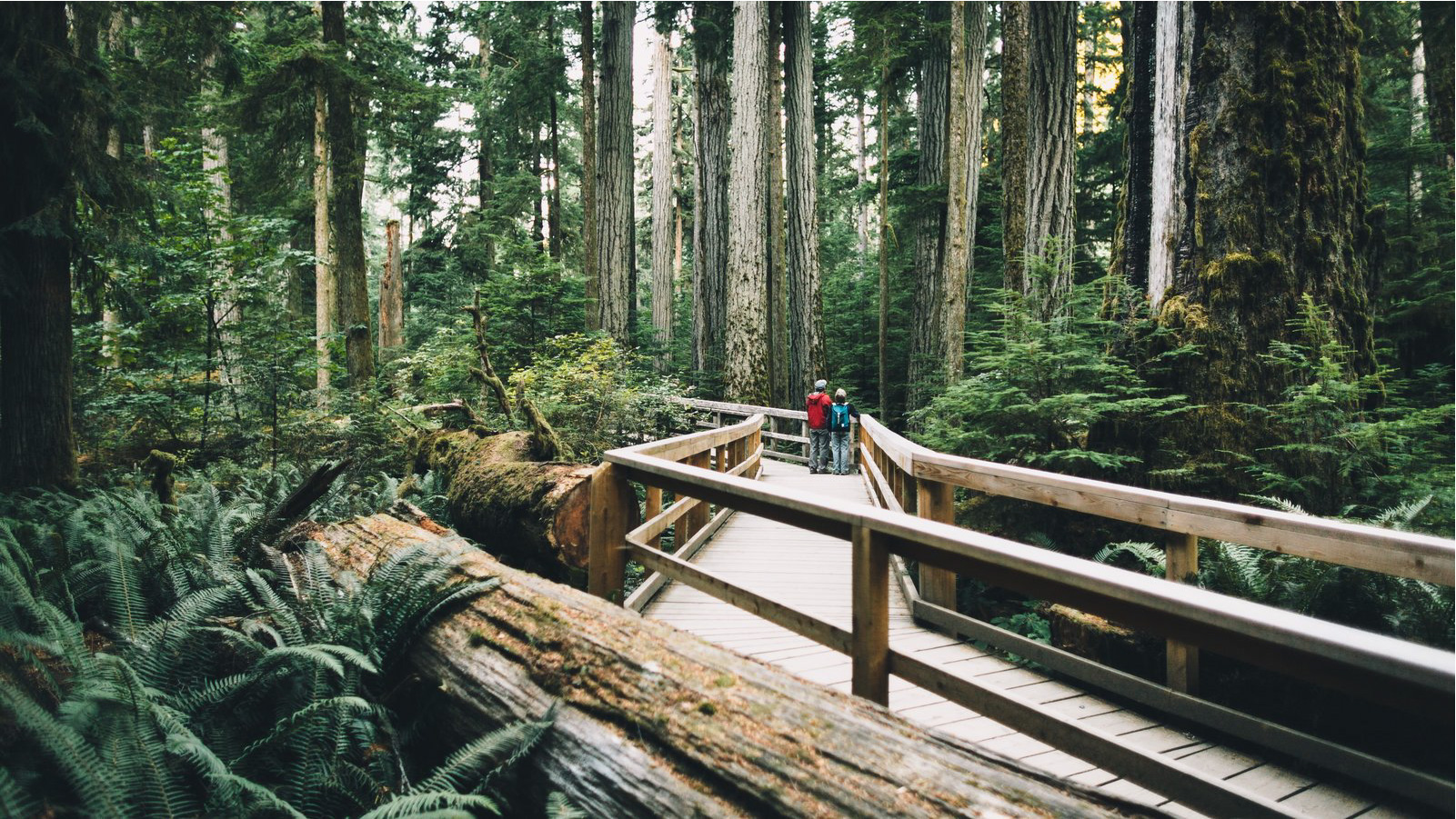 Boardwalk path in Cathedral Grove, McMillan Provincial Park, Alberni Valley