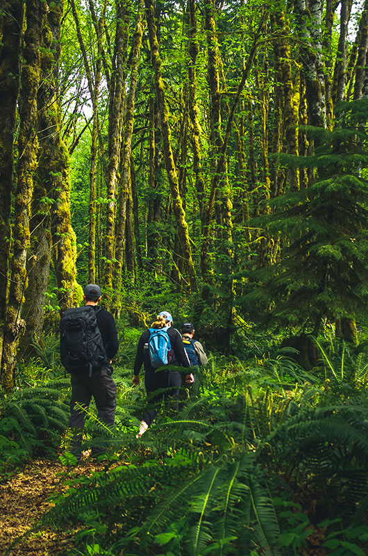 Forest walk. Explore and Learn about the Alberni Valley