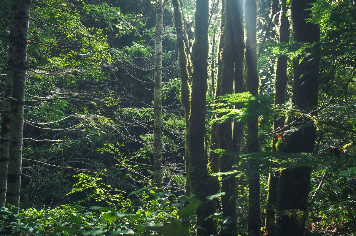 Ancient forest vancouver island, Alberni Valley