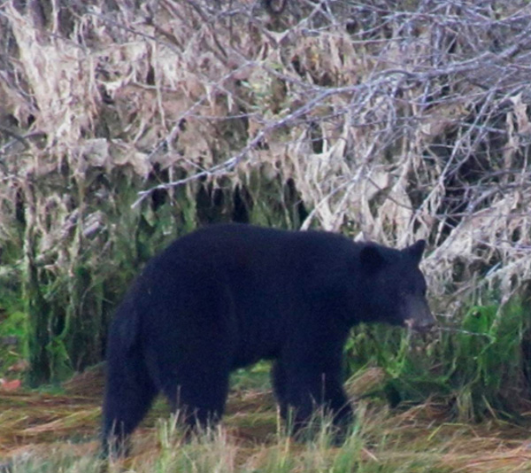 Black bears feed on salmon on the shore of Somass River, visible from Harbor Quay in Port Alberni