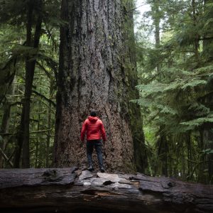 Man standing in front of massive tree at Cathedral Grove, Macmillan Provincial Park