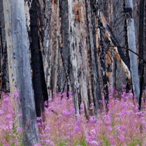 fireweed forest fire recovery