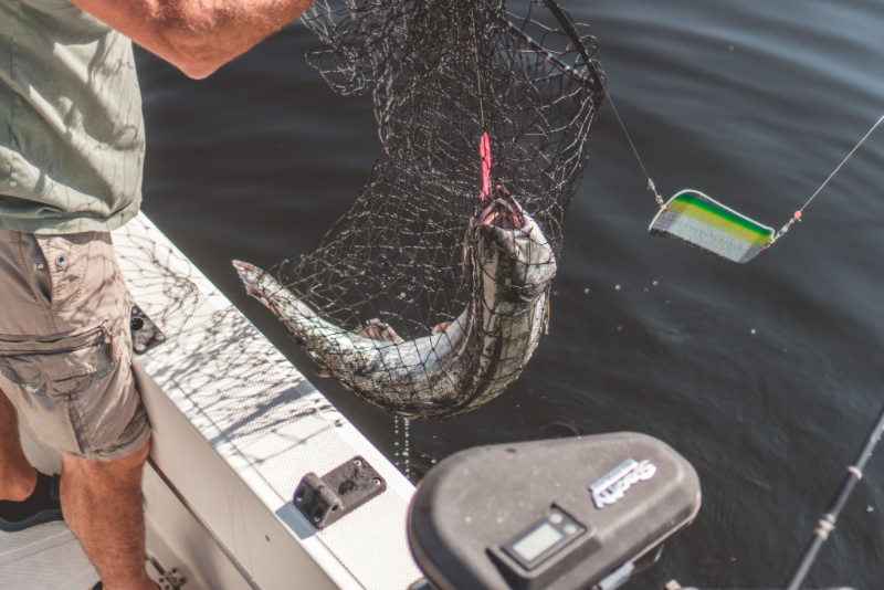 Angler pulling in a big catch, Alberni Fishing, Port Alberni, Alberni Valley