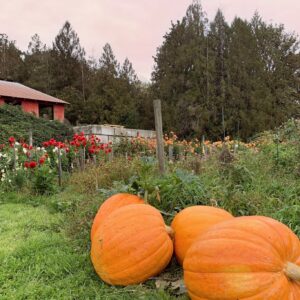 Arrowvale Pumpkin Patch Port Alberni