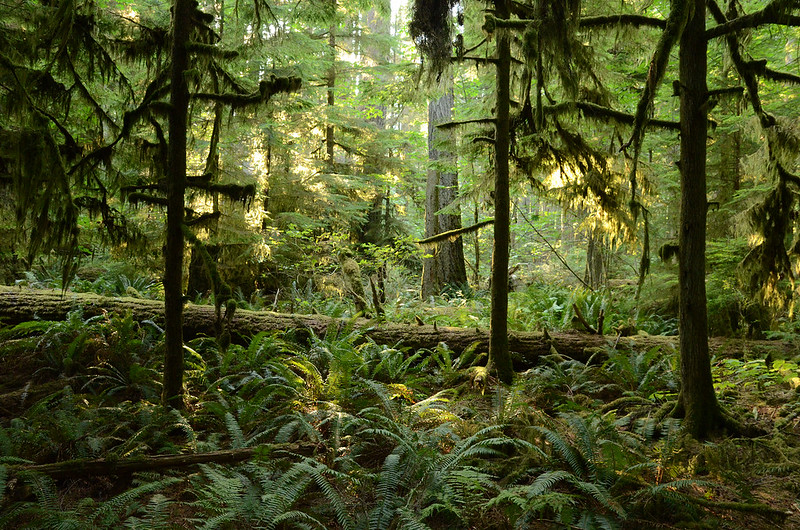 A view of sun peaking through the forest at Cathedral Grove
