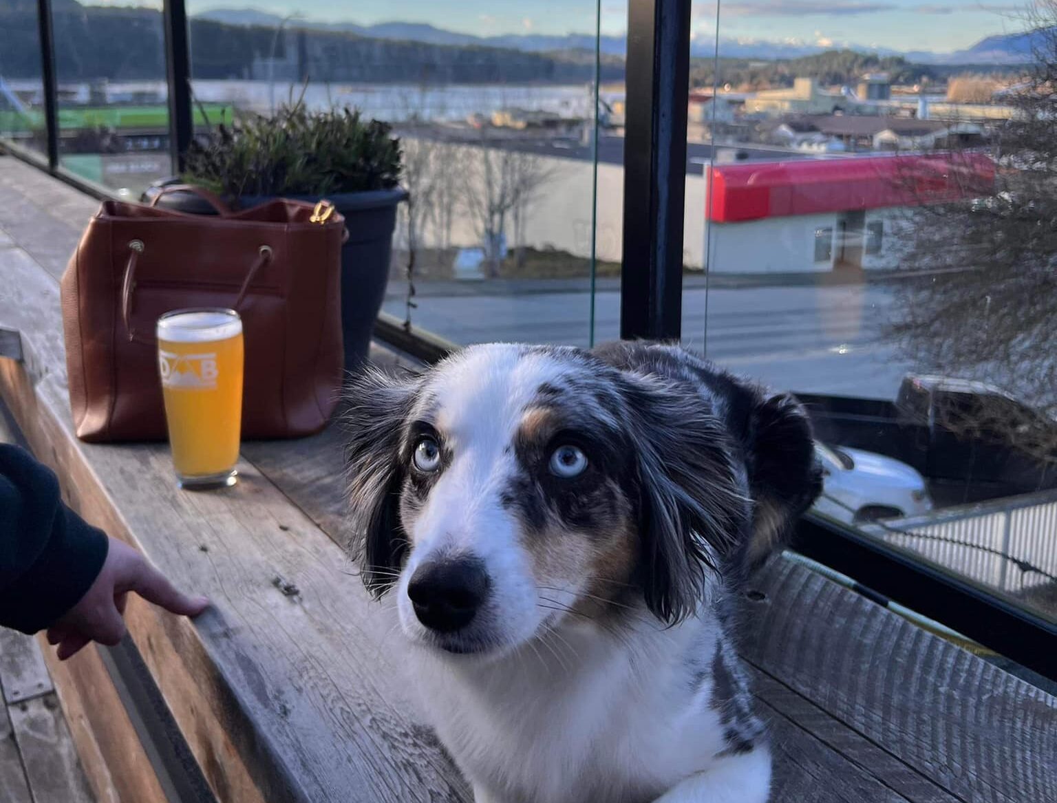 Dog-friendly rooftop patio at Dog Mountain Brewing