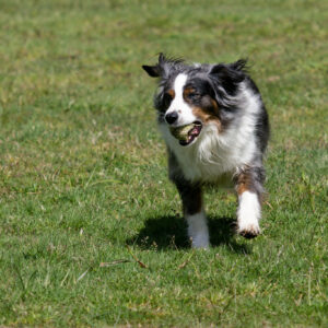 Dog playing in the park, Dog Friendly Port Alberni