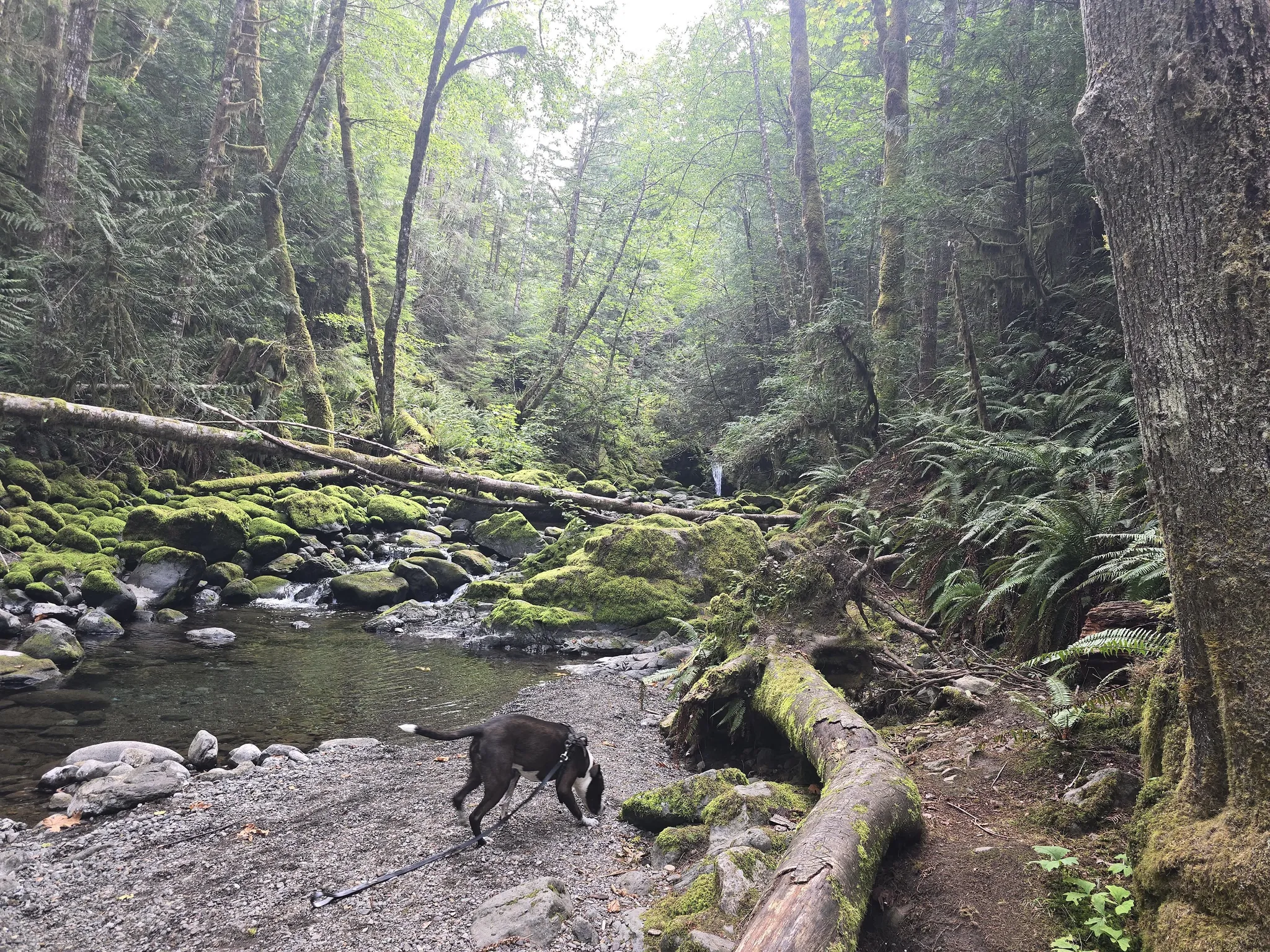 Dog walking beside mossy creek in Fossli Park near Port Alberni, surrounded by rainforest and ferns