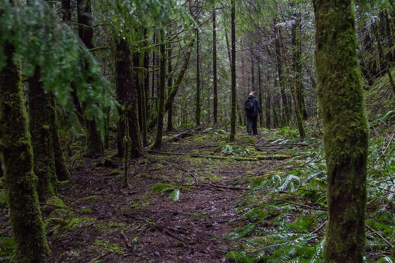 Rainy forest trail near Port Alberni with mossy trees and soft winter light.