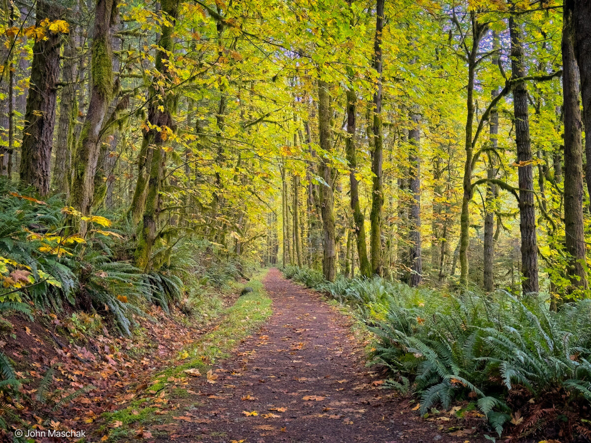 Wide forest trail along the Log Train Trail near Port Alberni