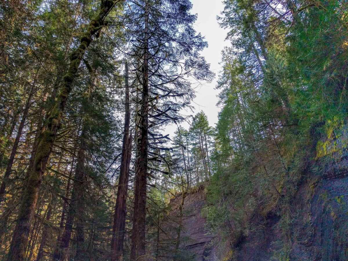 Forested hiking trail with elevation gain in the Roger Creek Woodlands near Port Alberni