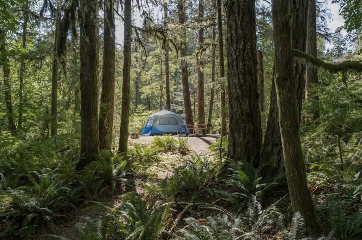 Tent set up at a forested campsite with picnic table and tall trees