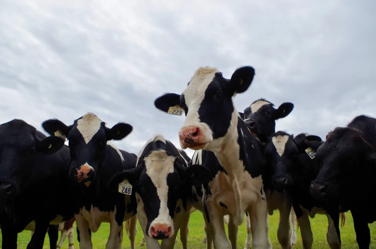 Cows at Shannon Farms in the Alberni Valley during summer.