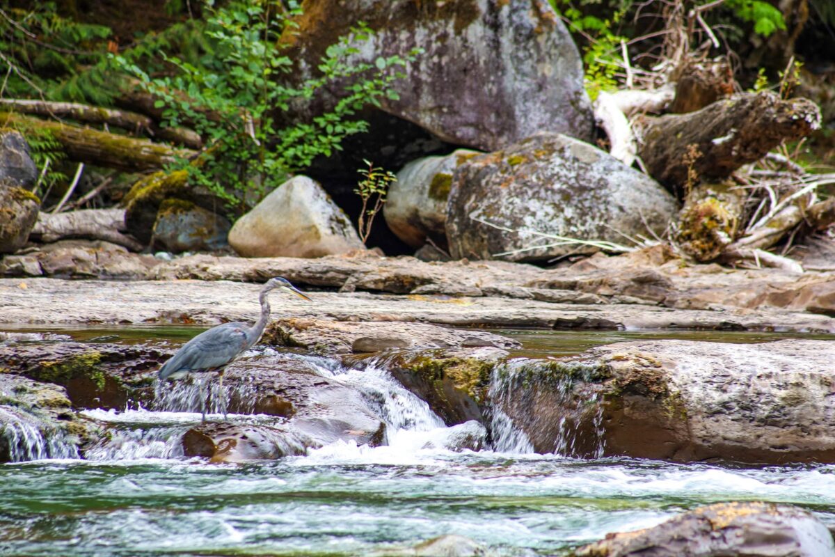Great Blue Heron fishing in the Stamp River at Stamp River Provincial Park near Port Alberni