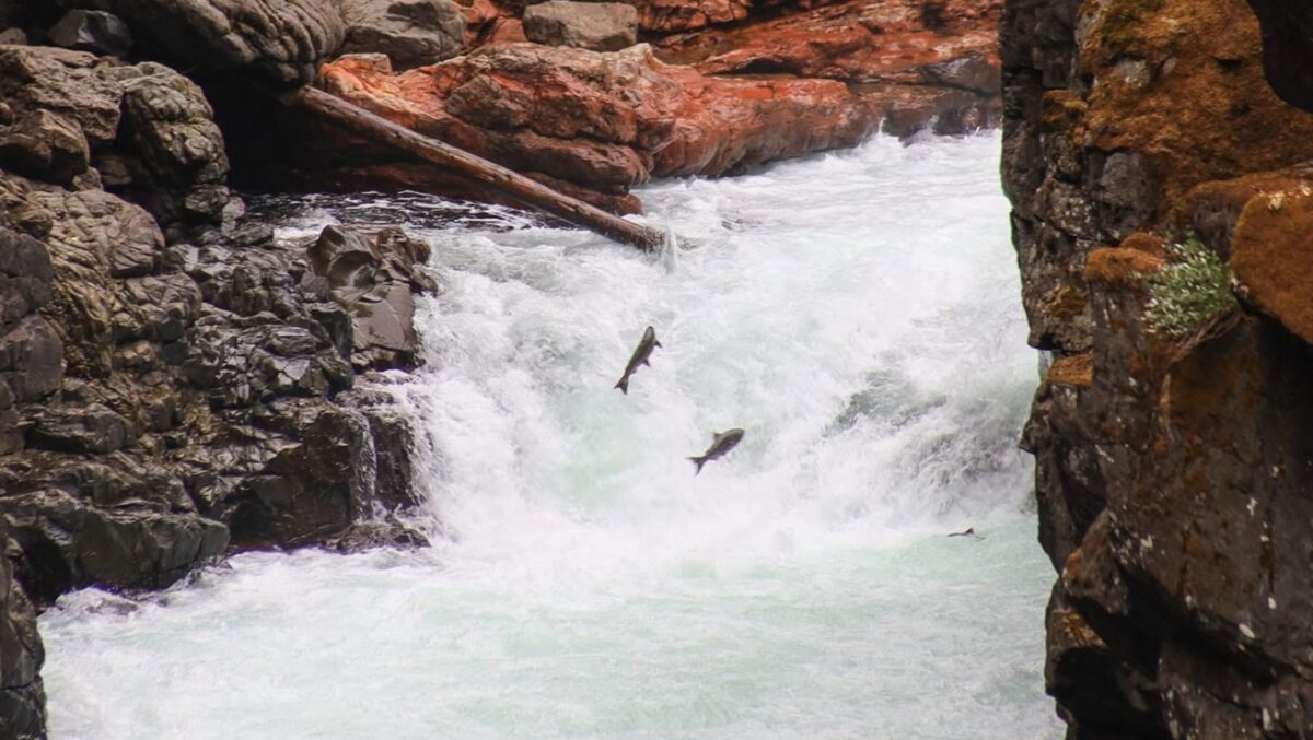Spawning salmon on Vancouver Island jumping through the rushing water at Stamp Falls near Port Alberni