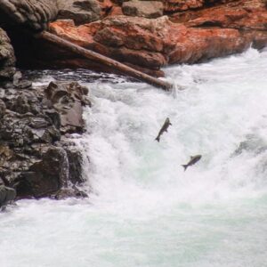 Spawning salmon on Vancouver Island jumping through the rushing water at Stamp Falls near Port Alberni
