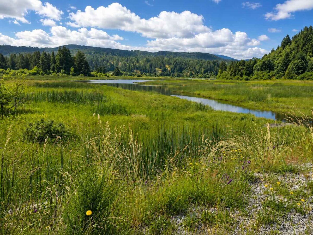 View of the Somass Estuary wetlands near Port Alberni with marsh grasses, waterways and forested hills