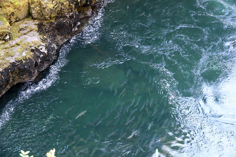 A large group of returning salmon visible beneath the water in the Alberni Valley