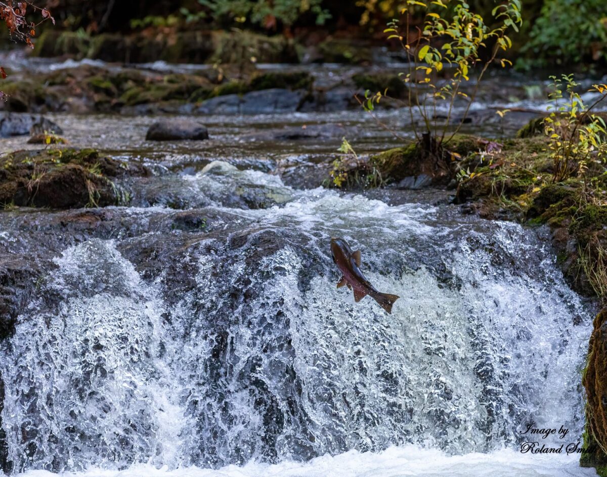 Coho salmon jumping upstream in Kitsuksis Creek in Port Alberni