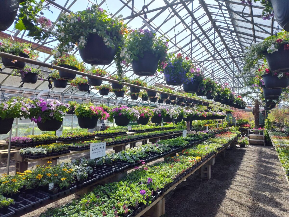 A large greenhouse with rows of hanging baskets containing flowers in dappled sunlight. This is an interior view of the Colyn's Nursery and Florist.